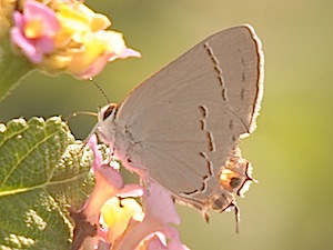 Gray Hairstreak Butterfly